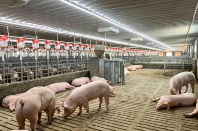 把握養豬業的黃金機會，成就你的創業夢想