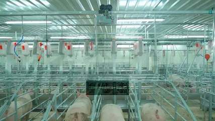 望塵莫及！牧原5元養(yǎng)豬成本背后 資本驅動下的設備革命與成本謎局