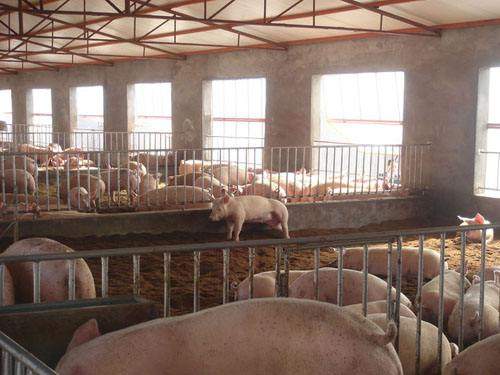 養(yǎng)豬場規(guī)模分類與核心設備配置