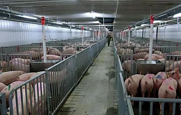 智能養(yǎng)殖新標桿 探秘全球最大養(yǎng)豬場背后的中國實力