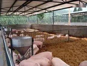 想養(yǎng)豬不敢養(yǎng)？詳解100頭豬的投入成本與后期收益