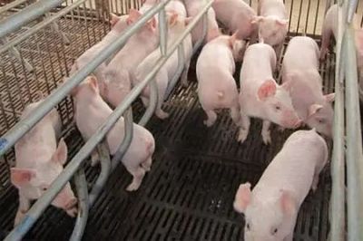 文山州出臺(tái)措施加快生豬生產(chǎn)發(fā)展，助力養(yǎng)殖戶實(shí)現(xiàn)“快點(diǎn)回家養(yǎng)豬”